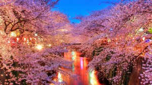 Japanese Cherry Blossoms