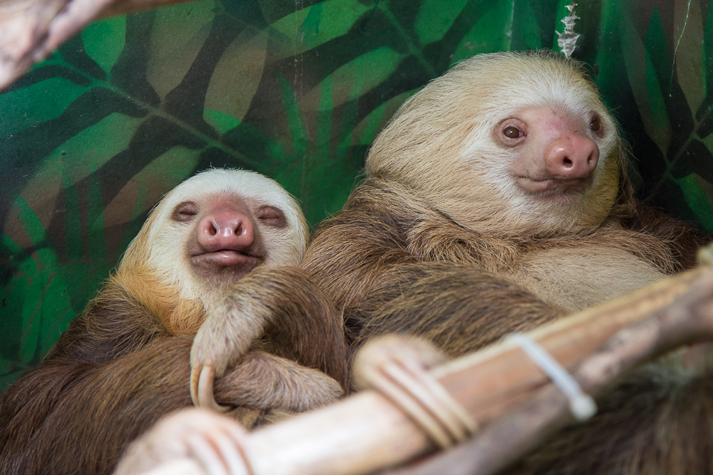 visit a sloth sanctuary