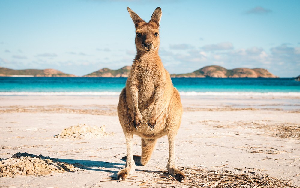 10 Best things to do in australia